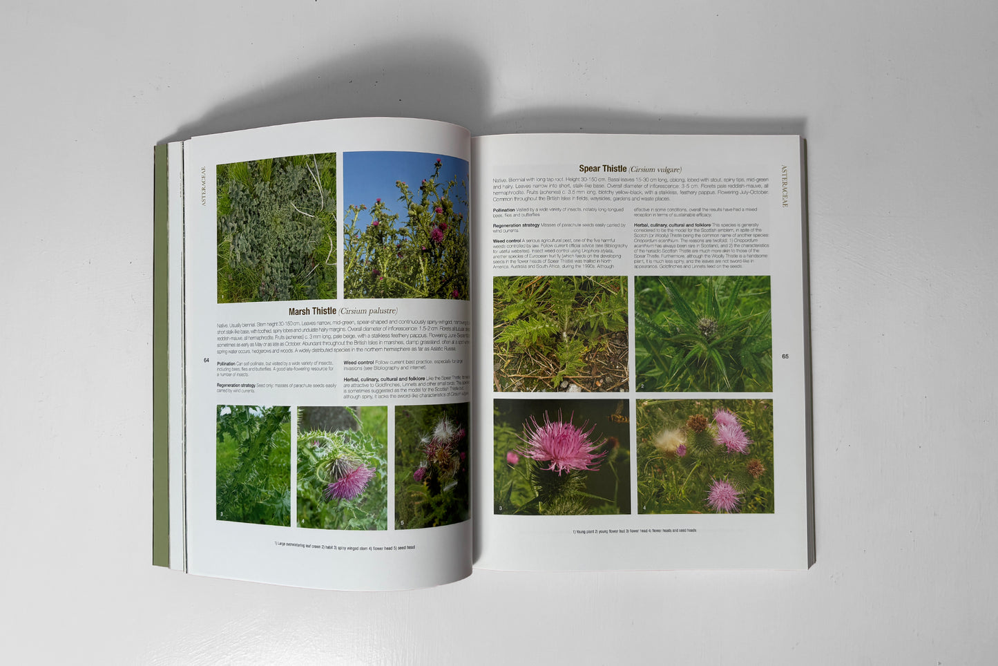 Wonderful Weeds – Madeline Harley