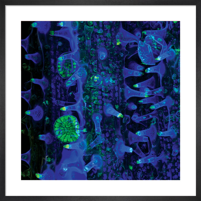 Dianthera pectoralis (carpenter bush)