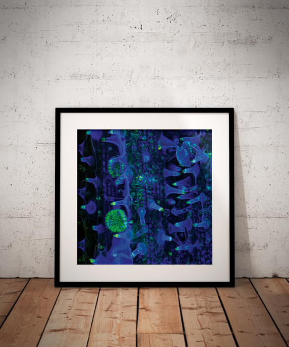 Dianthera pectoralis (carpenter bush)