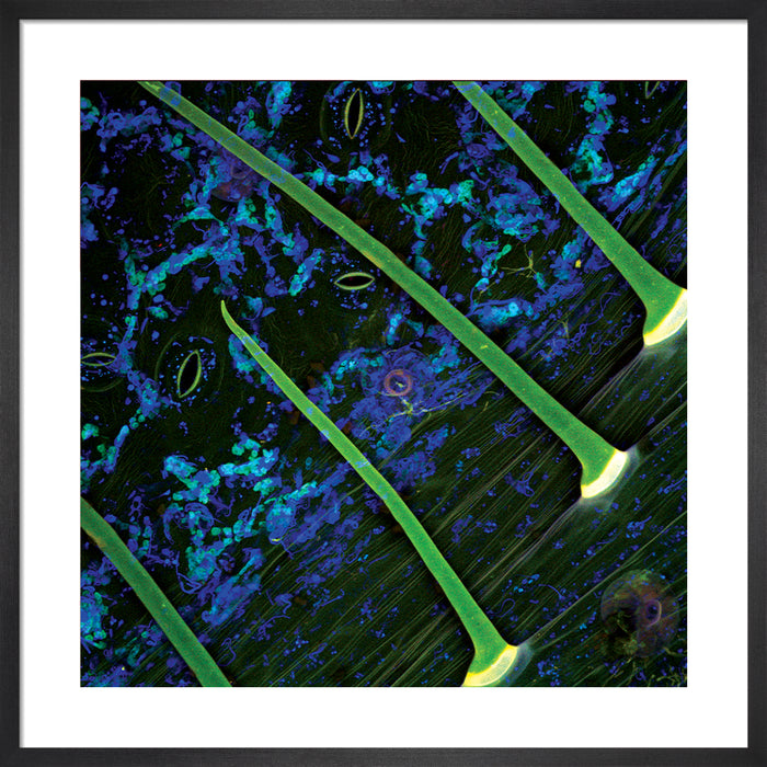 Ipomoea corymbosa (ololiuhqui)