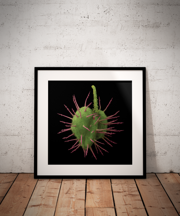 Krameria erecta (Pima rhatany)