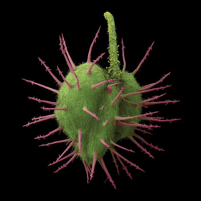 Krameria erecta (Pima rhatany)