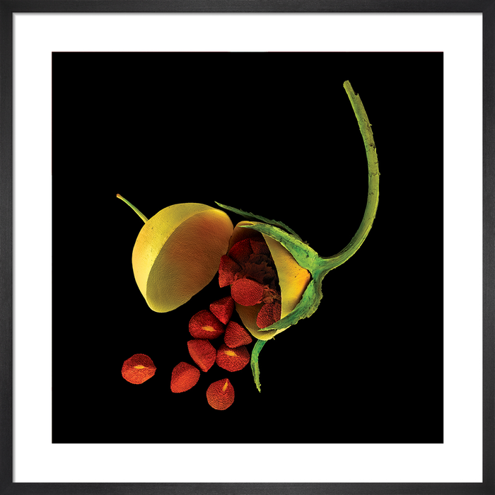 Lysimachia arvensis (scarlet pimpernel)