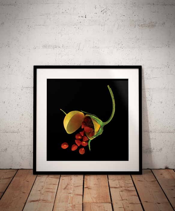 Lysimachia arvensis (scarlet pimpernel)