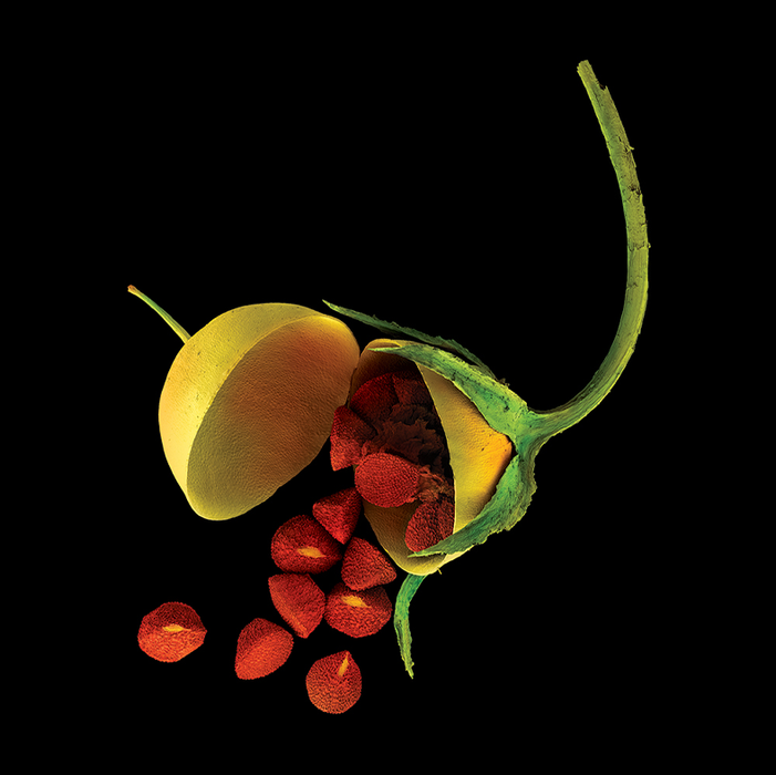 Lysimachia arvensis (scarlet pimpernel)