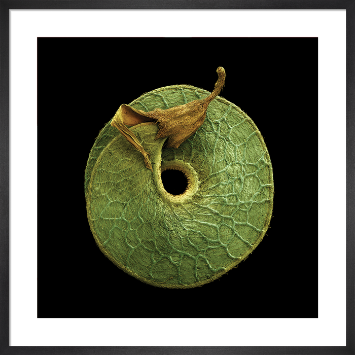 Medicago arborea (tree medick)