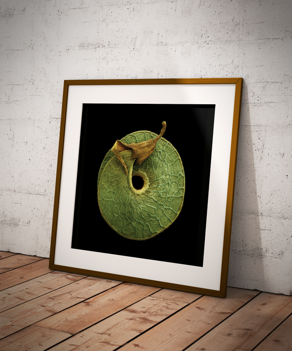 Medicago arborea (tree medick)