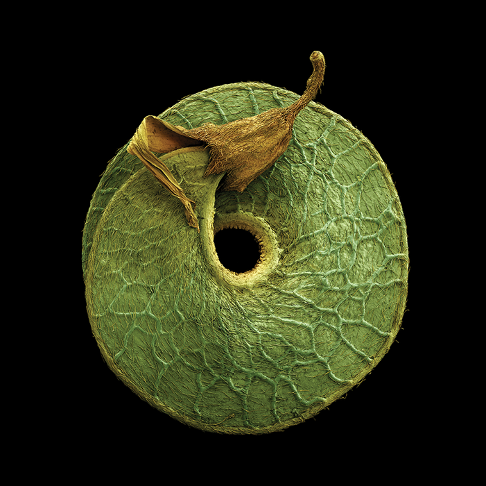 Medicago arborea (tree medick)