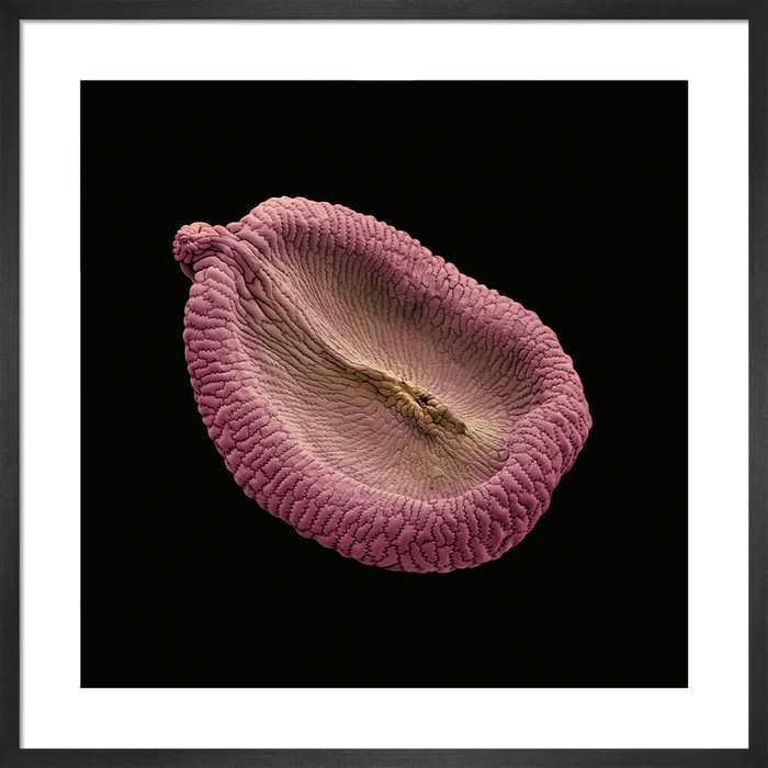 Petrorhagia nauteuli (childing pink)