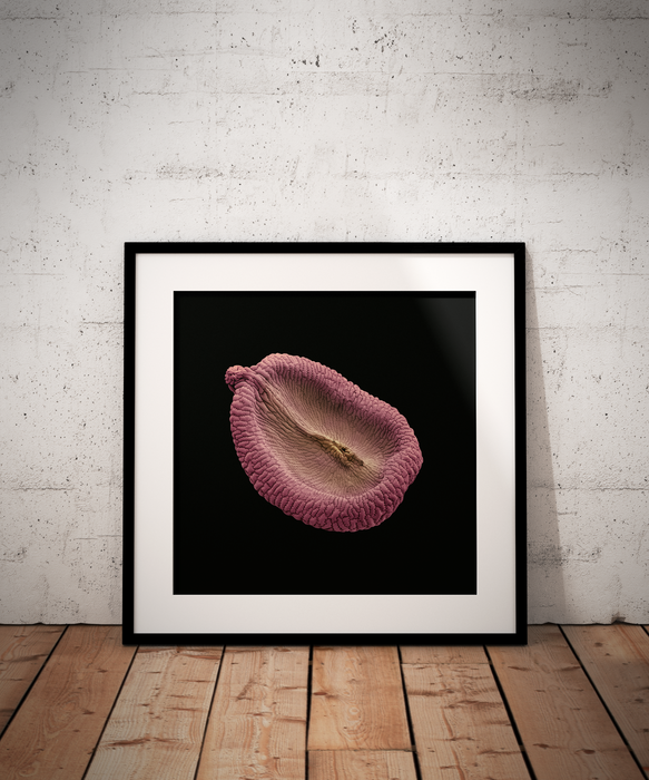 Petrorhagia nauteuli (childing pink)