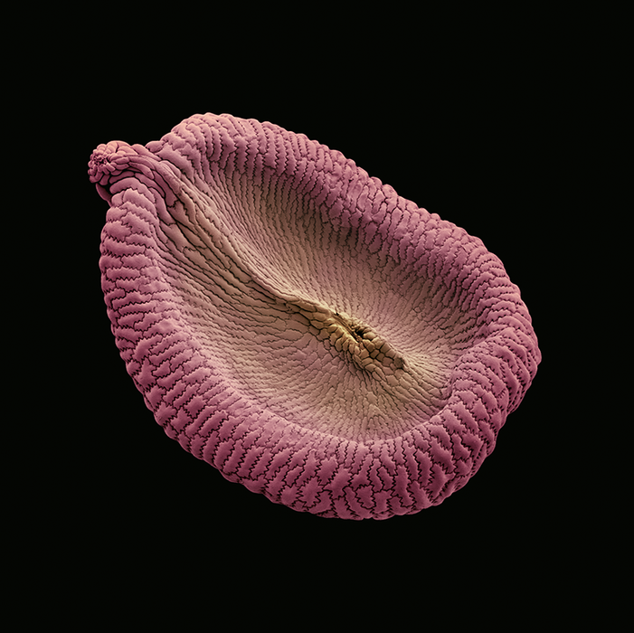 Petrorhagia nauteuli (childing pink)