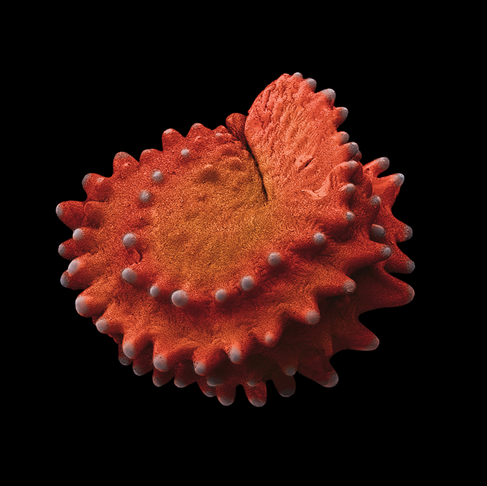 Mesanbryanthemum tetragonum