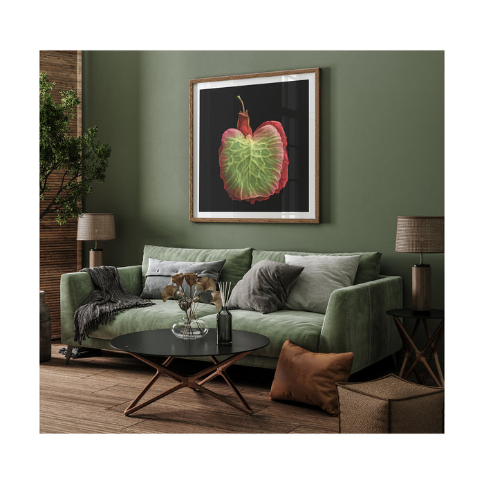 Art prints from Seeds – Time Capsules of Life