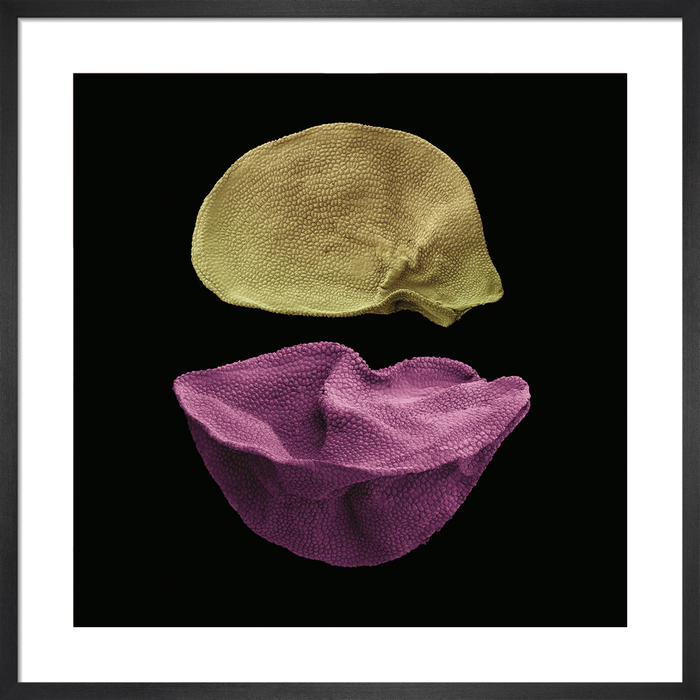 Allium ampeloprasum (wild leek)