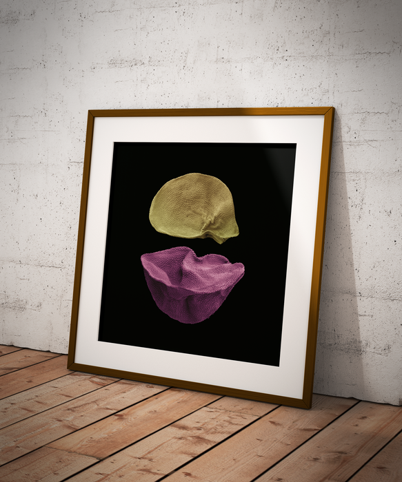 Allium ampeloprasum (wild leek)