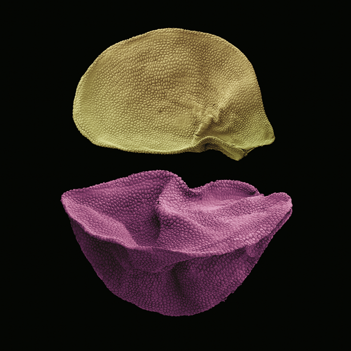 Allium ampeloprasum (wild leek)