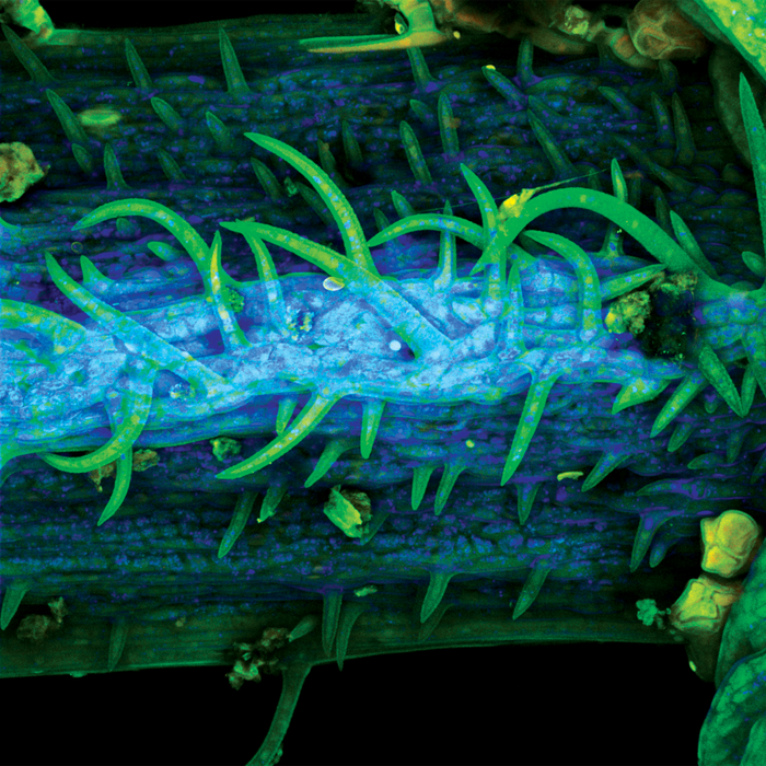 Anadenanthera colubrina (cebil)