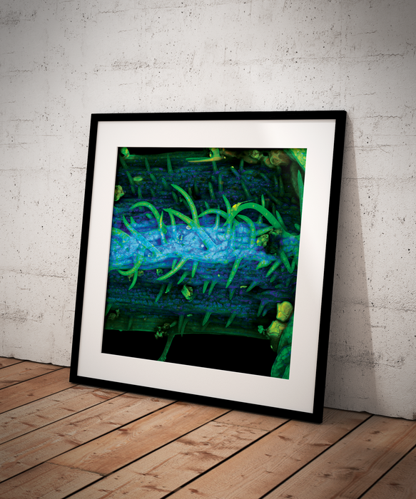 Anadenanthera colubrina (cebil)