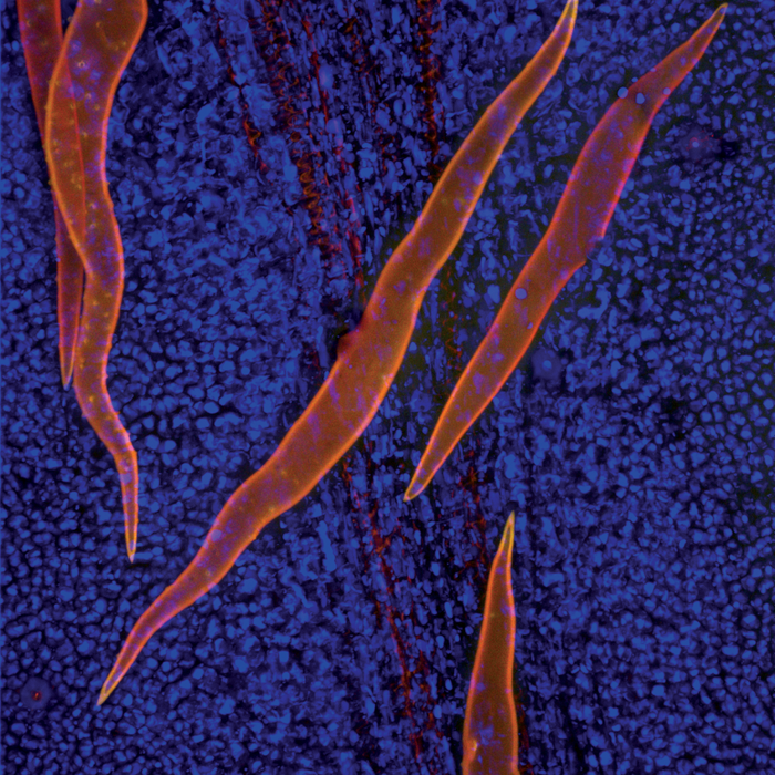 Banisteriopsis caapi (ayahuasca)