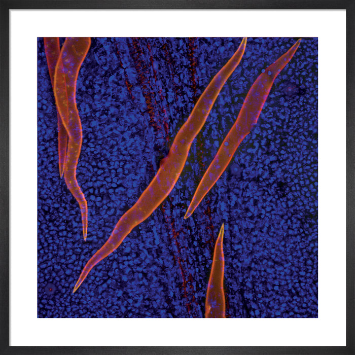 Banisteriopsis caapi (ayahuasca)