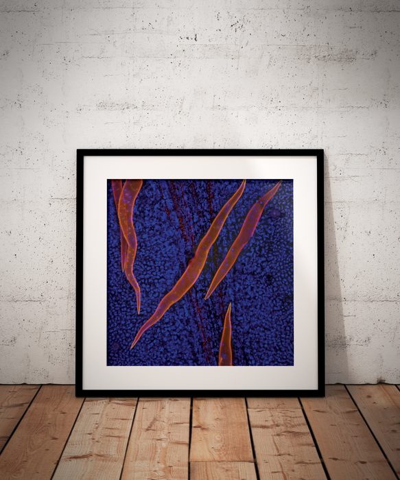 Banisteriopsis caapi (ayahuasca)