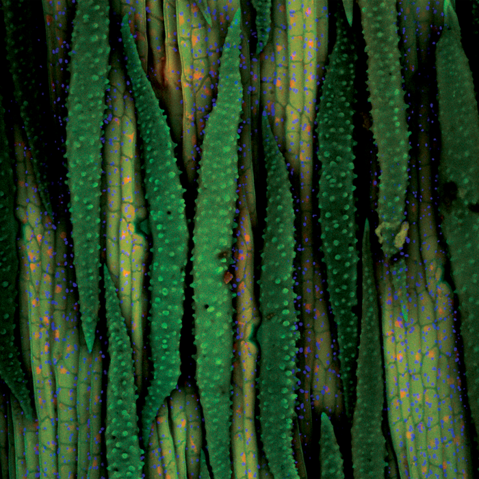 Banisteriopsis muricata (red ayahuasca)