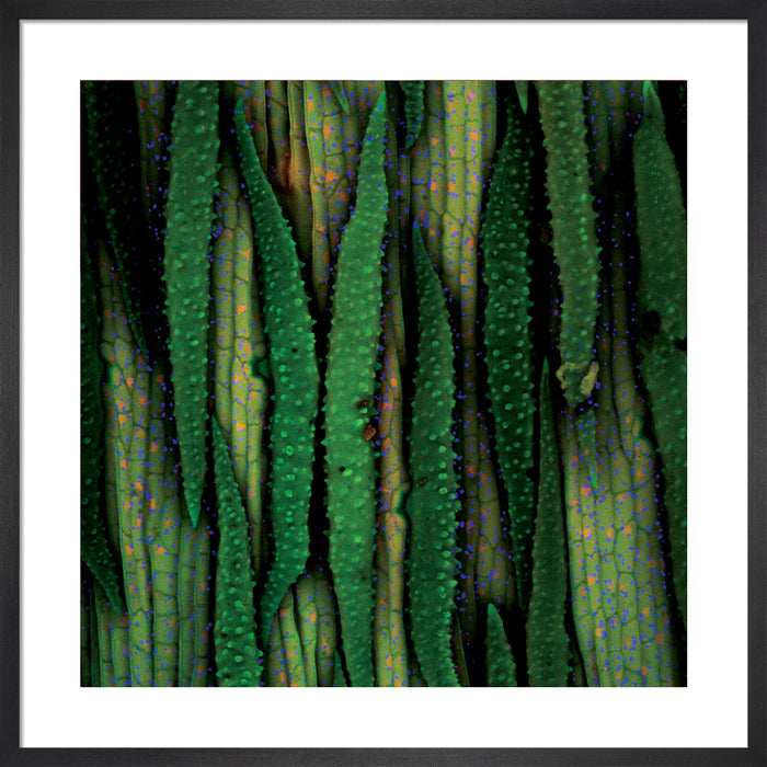 Banisteriopsis muricata (red ayahuasca)