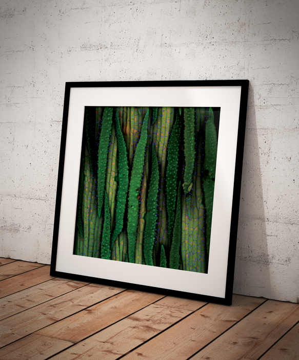 Banisteriopsis muricata (red ayahuasca)