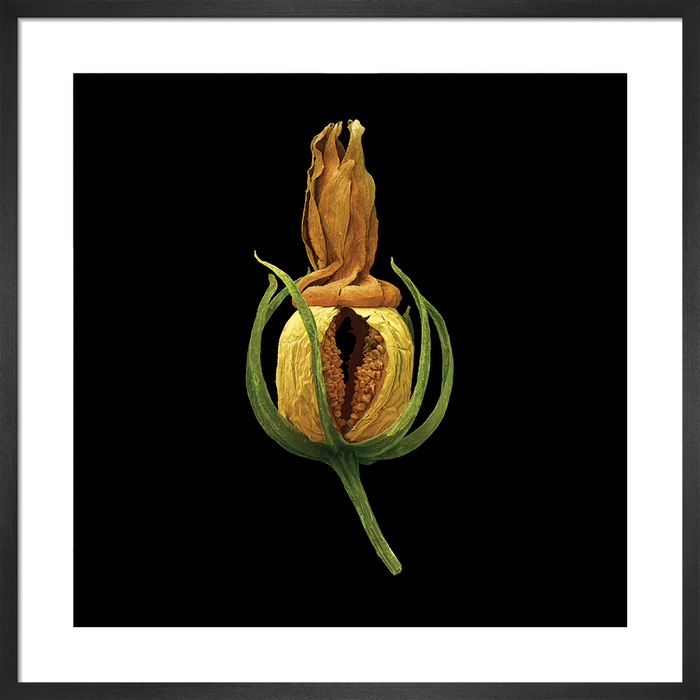 Blackstonia perfoliata (yellow wort)