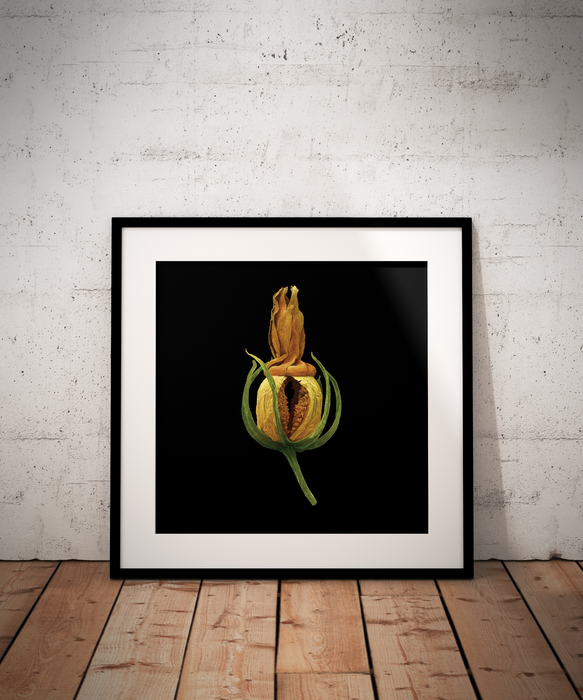 Blackstonia perfoliata (yellow wort)