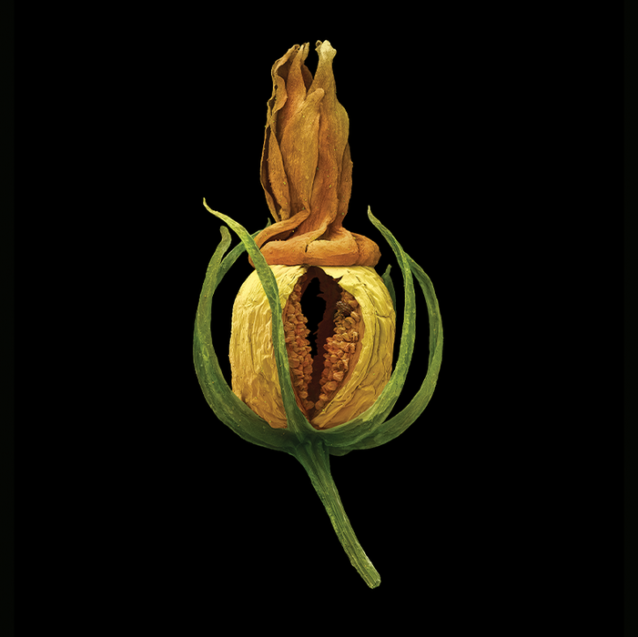 Blackstonia perfoliata (yellow wort)