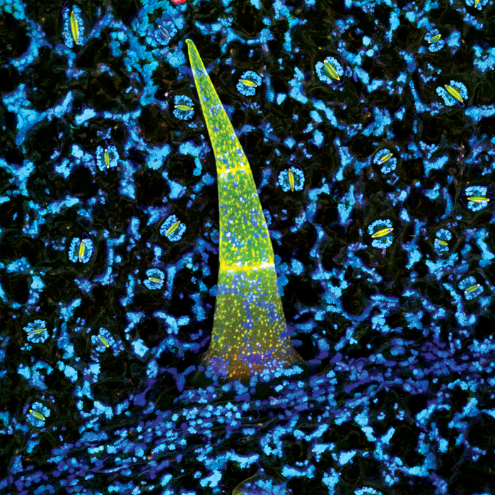 Brugmansia insignis (angel's trumpet)