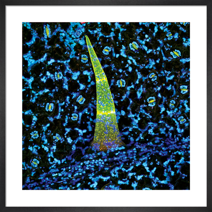 Brugmansia insignis (angel's trumpet)