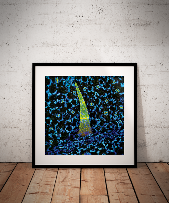 Brugmansia insignis (angel's trumpet)