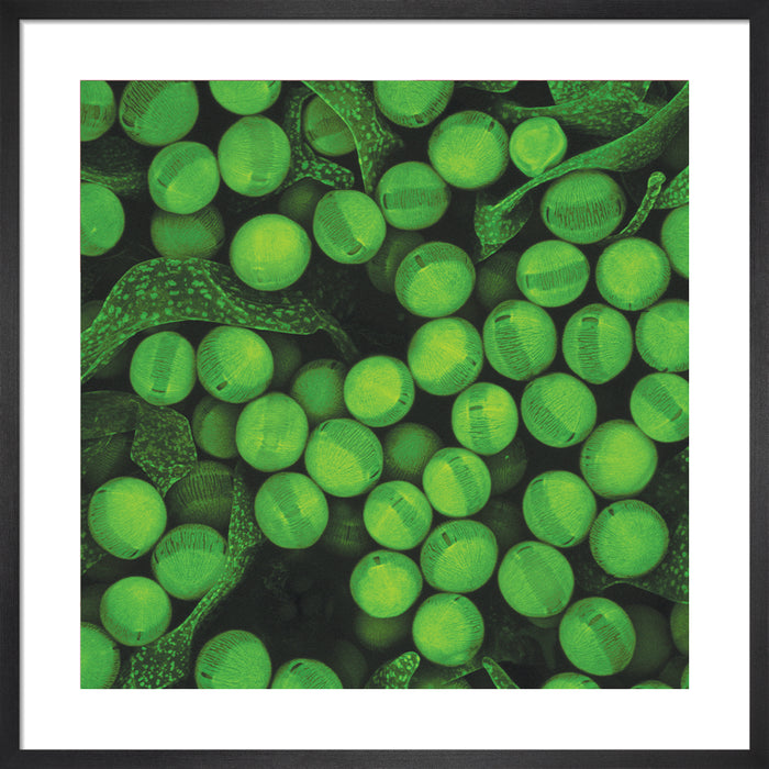 Brugmansia sanguinea (blood-red angel's trumpet)