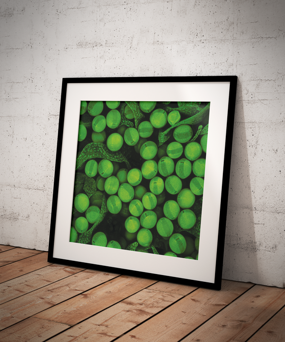 Brugmansia sanguinea (blood-red angel's trumpet)