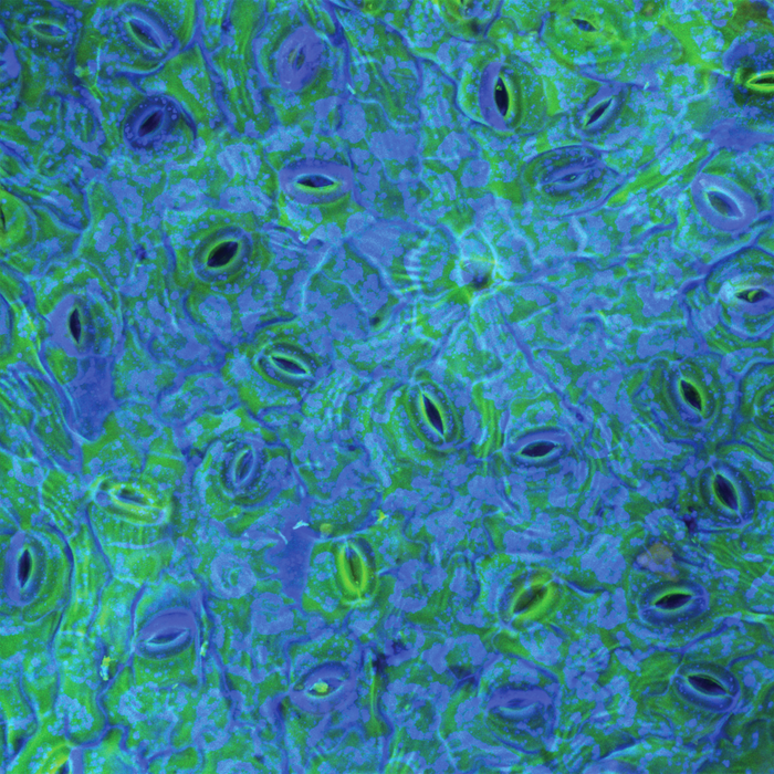 Brunfelsia grandiflora (chiric-sanango)