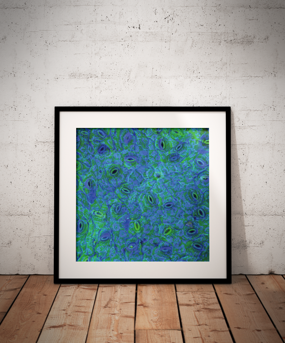 Brunfelsia grandiflora (chiric-sanango)