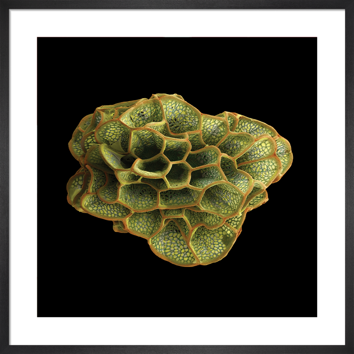 Caiophora archevaletae