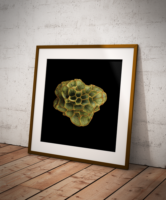 Caiophora archevaletae