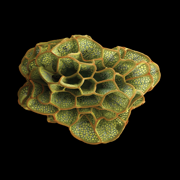 Caiophora archevaletae