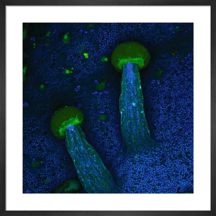 Cannabis sativa (marijuana)