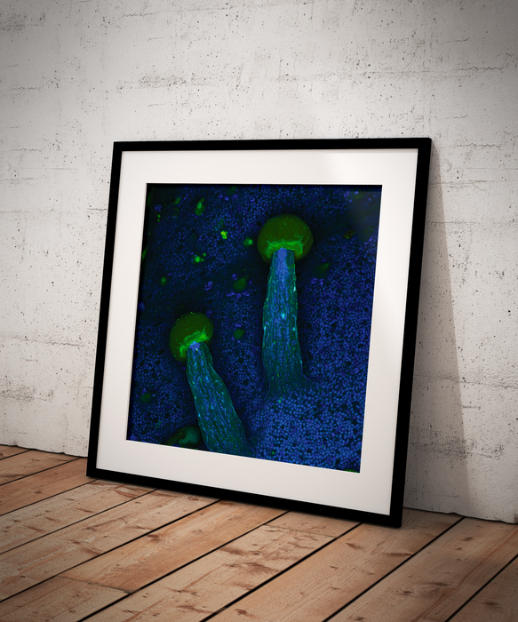 Cannabis sativa (marijuana)