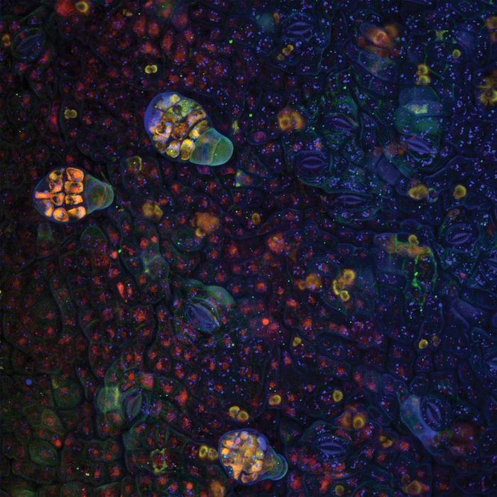 Ceiba pentandra (ceiba)