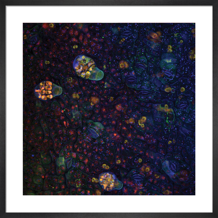 Ceiba pentandra (ceiba)