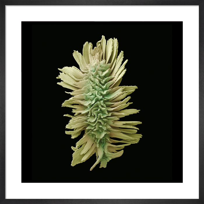 Actaea podocarpa (mountain bugbane)