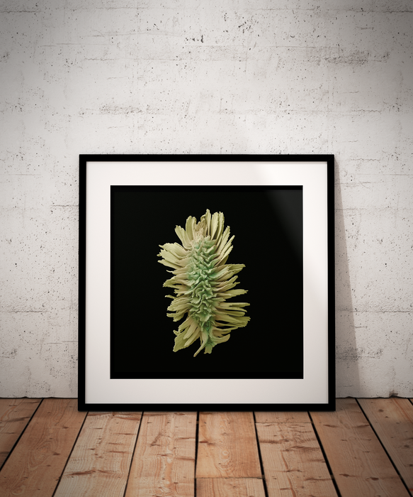 Actaea podocarpa (mountain bugbane)