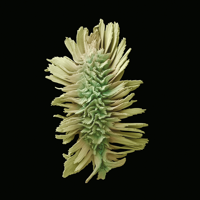 Actaea podocarpa (mountain bugbane)