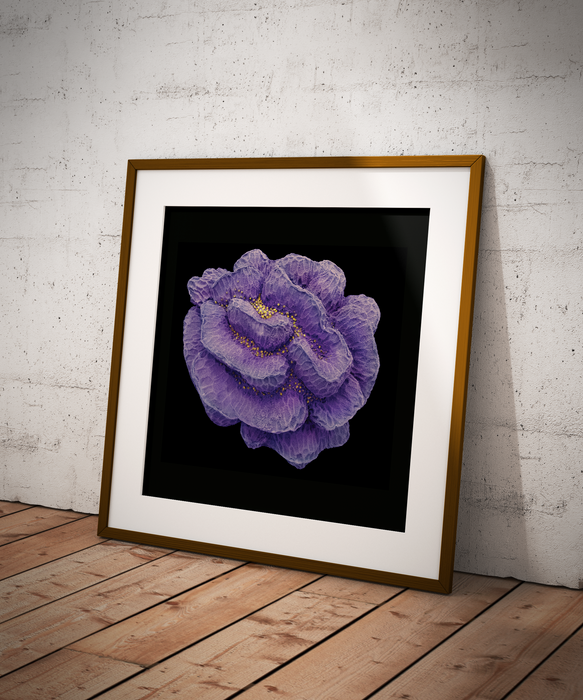 Cymbalaria muralis (ivy-leafed toadflax)