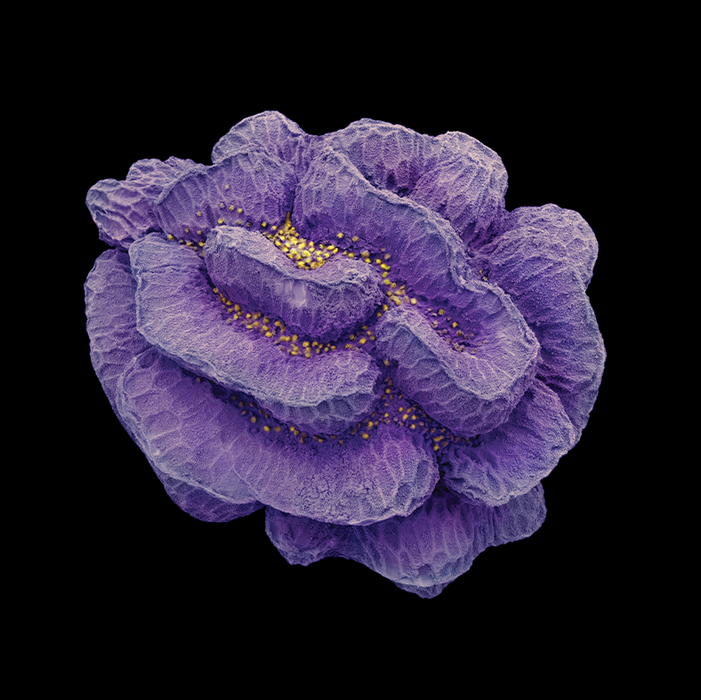 Cymbalaria muralis (ivy-leafed toadflax)